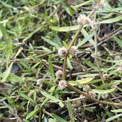 Alternanthera denticulata (Lesser Joyweed) at Hackett, ACT - 12 Feb 2023 by JaneR