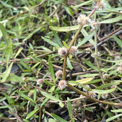 Alternanthera denticulata (Lesser Joyweed) at Mount Ainslie - 12 Feb 2023 by JaneR