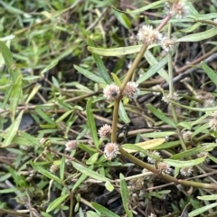 Alternanthera denticulata (Lesser Joyweed) at Mount Ainslie - 12 Feb 2023 by JaneR