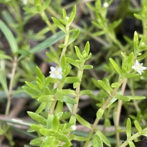 Crassula helmsii at Hackett, ACT - 12 Feb 2023 06:34 PM