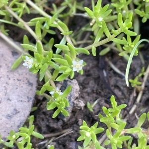 Crassula helmsii at Hackett, ACT - 12 Feb 2023 06:34 PM