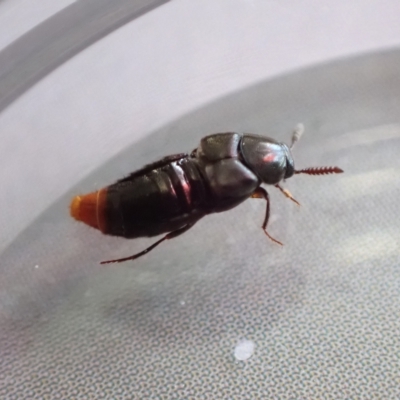 Hesperus haemorrhoidalis (Rove beetle) at Murrumbateman, NSW - 11 Feb 2023 by SimoneC