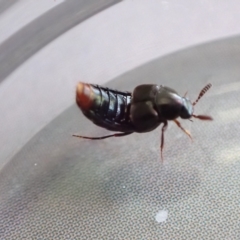 Hesperus haemorrhoidalis at Murrumbateman, NSW - 12 Feb 2023