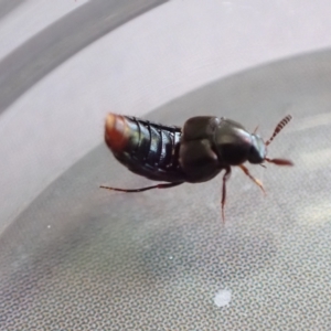 Hesperus haemorrhoidalis at Murrumbateman, NSW - 12 Feb 2023