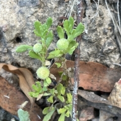 Centipeda cunninghamii (Common Sneezeweed) at Mount Ainslie - 12 Feb 2023 by JaneR