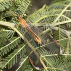 Nymphes myrmeleonoides (Blue eyes lacewing) at Higgins, ACT - 4 Feb 2023 by AlisonMilton