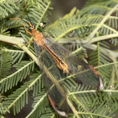 Nymphes myrmeleonoides (Blue eyes lacewing) at Higgins, ACT - 3 Feb 2023 by AlisonMilton