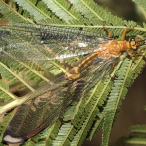 Nymphes myrmeleonoides at Higgins, ACT - 4 Feb 2023