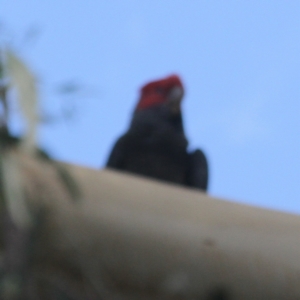 Callocephalon fimbriatum at O'Connor, ACT - 12 Feb 2023