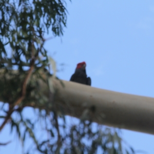 Callocephalon fimbriatum at O'Connor, ACT - 12 Feb 2023