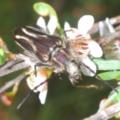 Distichocera fuliginosa (Longhorn or Longicorn beetle) at Nimmo, NSW - 8 Feb 2023 by Harrisi
