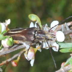 Distichocera fuliginosa at Nimmo, NSW - 8 Feb 2023
