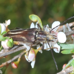 Distichocera fuliginosa at Nimmo, NSW - 8 Feb 2023