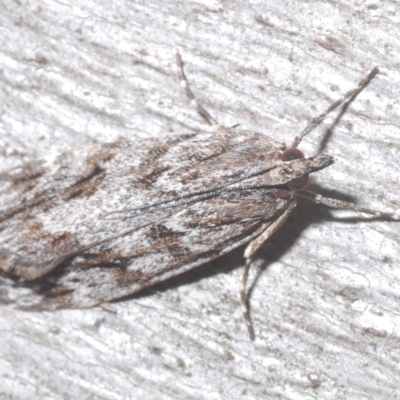 Scoparia ochrophara (A Crambid moth) at Nimmo, NSW - 8 Feb 2023 by Harrisi