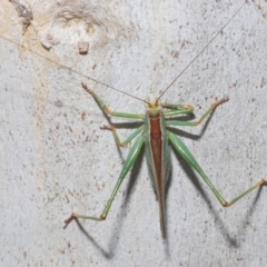 Conocephalomima barameda (False Meadow Katydid, Barameda) at Nimmo, NSW - 7 Feb 2023 by Harrisi