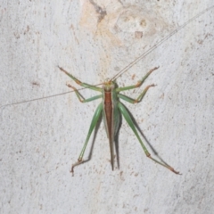 Conocephalomima barameda at Nimmo, NSW - 8 Feb 2023 10:34 AM