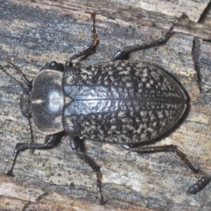 Pachycoelia sulcicollis at Tinderry, NSW - suppressed