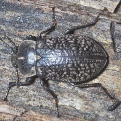 Pachycoelia sulcicollis (A darkling beetle) at Tinderry, NSW - 9 Feb 2023 by Harrisi