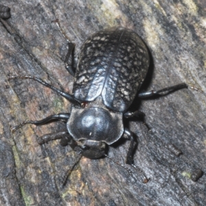 Pachycoelia sulcicollis at Tinderry, NSW - suppressed