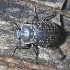 Pachycoelia sulcicollis at Tinderry, NSW - suppressed