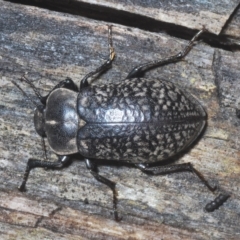 Pachycoelia sulcicollis at Tinderry, NSW - suppressed