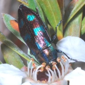 Melobasis purpurascens at Nimmo, NSW - 9 Feb 2023 11:51 PM