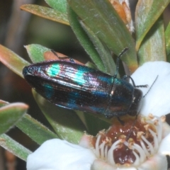 Melobasis purpurascens at Nimmo, NSW - 9 Feb 2023 11:51 PM