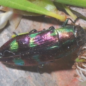 Melobasis purpurascens at Nimmo, NSW - 9 Feb 2023 11:51 PM