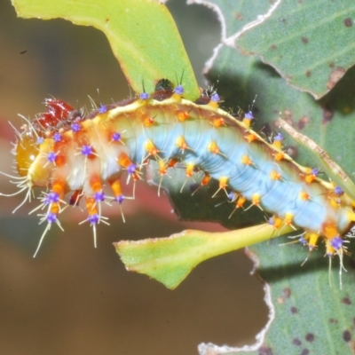 Opodiphthera eucalypti (Emperor Gum Moth) at Nimmo, NSW - 8 Feb 2023 by Harrisi