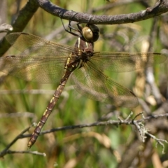 Adversaeschna brevistyla (Blue-spotted Hawker) at Braemar, NSW - 10 Feb 2023 by Curiosity