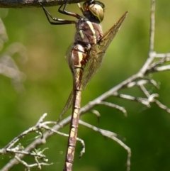 Adversaeschna brevistyla at Braemar, NSW - 10 Feb 2023