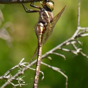 Adversaeschna brevistyla at Braemar, NSW - 10 Feb 2023 11:00 AM