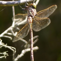 Adversaeschna brevistyla at Braemar, NSW - 10 Feb 2023