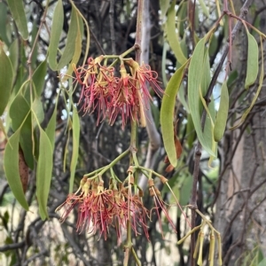 Amyema miquelii at Hackett, ACT - 12 Feb 2023 06:12 PM