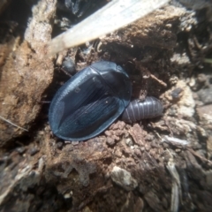 Pterohelaeus piceus (Pie-dish beetle) at Cooma, NSW - 12 Feb 2023 by mahargiani