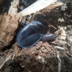 Pterohelaeus sp. (genus) (Pie-dish beetle) at Cooma North Ridge Reserve - 12 Feb 2023 by mahargiani