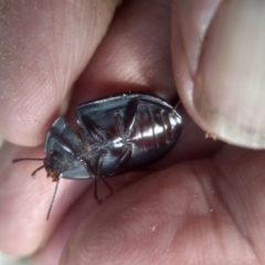 Pterohelaeus sp. (genus) at Cooma, NSW - 12 Feb 2023