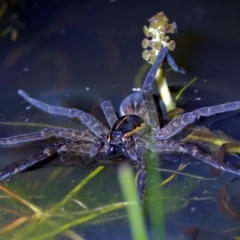 Dolomedes sp. (genus) (Fishing spider) at Block 402 - 11 Feb 2023 by KorinneM
