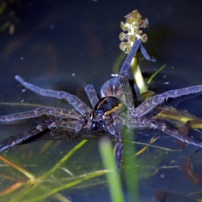 Dolomedes (genus) (Fishing spider) at Stromlo, ACT - 11 Feb 2023 by KorinneM