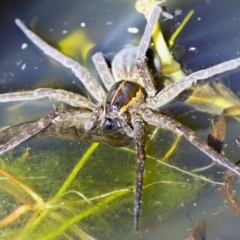 Dolomedes sp. (genus) at Stromlo, ACT - 11 Feb 2023 10:11 PM