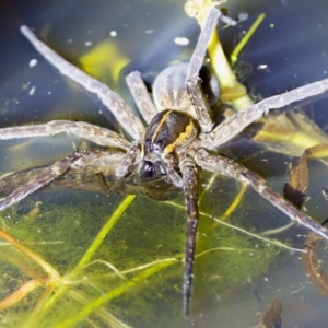 Dolomedes sp. (genus) at Stromlo, ACT - 11 Feb 2023 10:11 PM