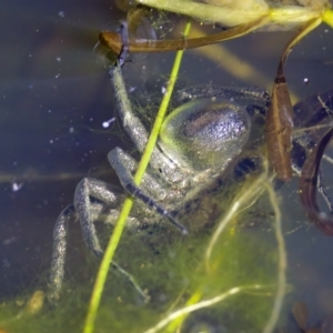 Dolomedes sp. (genus) at Stromlo, ACT - 11 Feb 2023