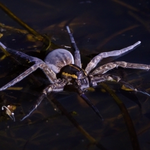 Dolomedes sp. (genus) at Stromlo, ACT - 11 Feb 2023