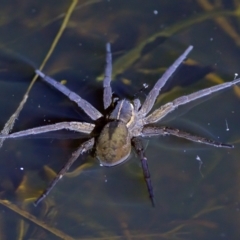 Dolomedes sp. (genus) at Stromlo, ACT - 11 Feb 2023