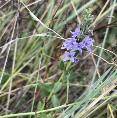 Mentha diemenica (Wild Mint, Slender Mint) at Mount Ainslie - 12 Feb 2023 by JaneR