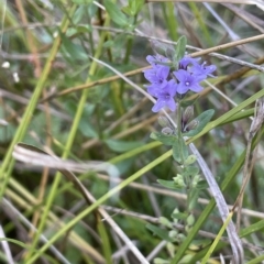 Mentha diemenica at Hackett, ACT - 12 Feb 2023 06:57 PM