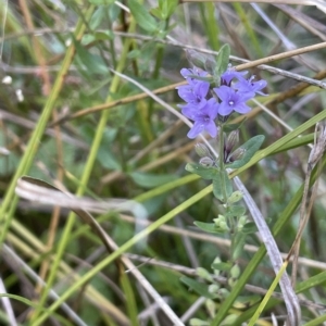 Mentha diemenica at Hackett, ACT - 12 Feb 2023