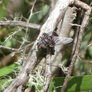 Rutilia sp. (genus) at Charleys Forest, NSW - suppressed