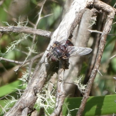 Rutilia sp. (genus) (A Rutilia bristle fly, subgenus unknown) at Charleys Forest, NSW - 12 Feb 2023 by arjay
