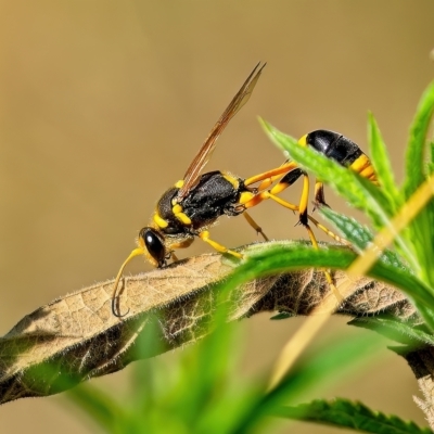 Sceliphron laetum (Common mud dauber wasp) at Cotter Reserve - 9 Feb 2023 by Kenp12